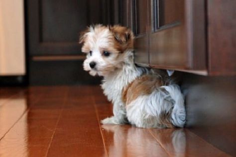 Morkie Puppy, Morkie Puppies For Sale, Morkie Dogs, Maltese Yorkie, Puppies Pictures, Morkie Puppies, Brown Sky, Toy Dog Breeds, Maltese Mix