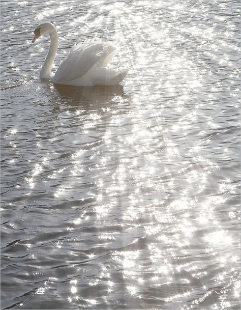 Grafika Vintage, Silver Water, Angel Aesthetic, Gray Aesthetic, White Swan, Card Collection, Foto Vintage, Photo Wall Collage, Black And White Aesthetic