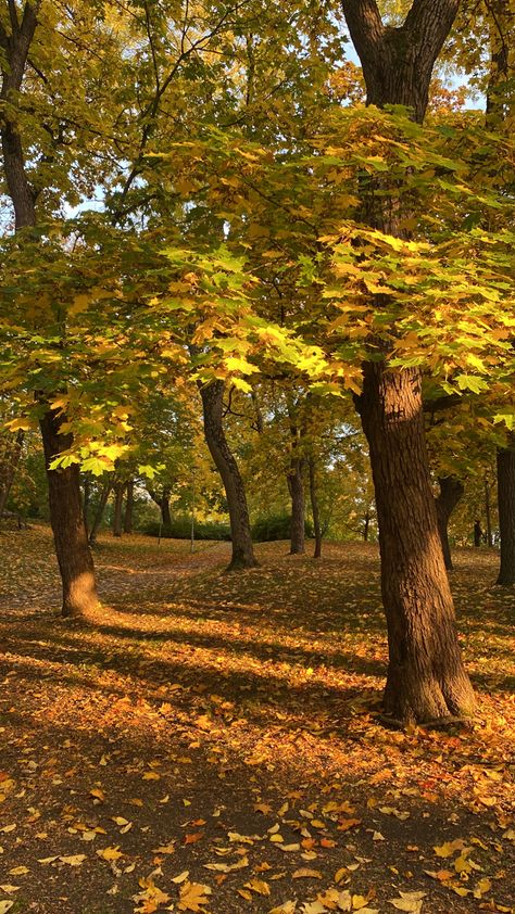 #autumn #fall #october #fallaesthetic #octoberaesthetic #autumnaesthetic Fall Trees Aesthetic, Early Fall Aesthetic, Fall October, Countryside Landscape, Fairy Aesthetic, Countryside House, Autumn Scenery, Autumn Painting, Autumn Beauty