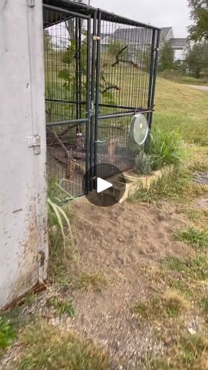 2.7M views · 26K reactions | Opening the chicken coop for the day. One of these days I will have an automatic coop door! #chickencoop #chickenrun #chicken #chickensoftiktok #chickens #homestead #homesteading #homesteader #homesteadlife | Homestead Tips | Homestead Tips · Original audio Chickens Homestead, Coop Door, Homesteading Tips, Coop Ideas, Chicken Runs, The Chicken, Chicken Coop, Farm Life, Coop