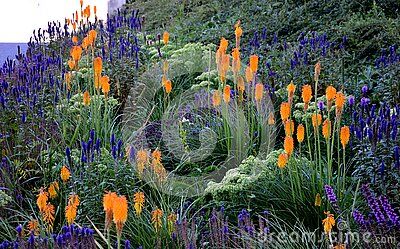 Lush Flower Bed with Sage Blue and Purple Flower Combined with Yellow Ornamental Grasses Lush Green Color Perennial Prairie Flower Stock Photo - Image of combined, perennial: 190549738 Red Hot Poker Plant, Red Hot Poker, Prairie Flower, Landscaping Inspiration, Blue And Purple Flowers, Front Lawn, Drought Tolerant Plants, Growing Seeds, Perennial Garden