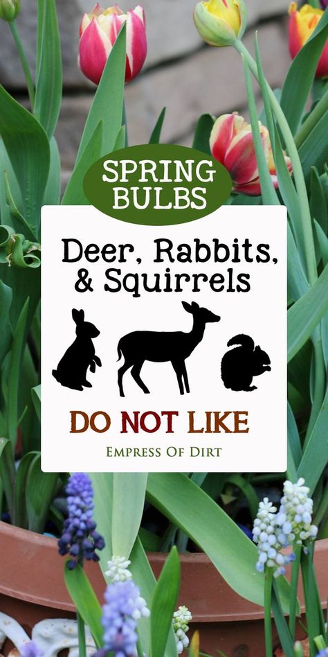 Find out which flowering bulbs deer, rabbit, and squirrels do not like. There aren't many but you have a few options. #bulbs #floweringbulbs #springbulbs #fallgardening #gardens #gardening #gardentips #empressofdirt #flowers Deer Resistant Landscaping, Deer Proof Plants, Deer Resistant Flowers, Deer Resistant Garden, Deer Proof, Deer Resistant Perennials, Deer Resistant Plants, Small Backyard Gardens, Spring Flowering Bulbs