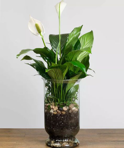 Also known as the Peace Lily, the spathiphyllum plant enchants everyone with its glossy, graceful leaves and stunning white flowers. This long-lasting gift is a wonderful way to send your sympathy, or to brighten any room. Also makes a great corporate gift! #casasadobes Lily Centerpieces, Plants Grown In Water, Peace Lilies, Ivy Plant, Glass Fish Bowl, Container Water Gardens, Lotus Garden, Staging Ideas, Garden Hacks