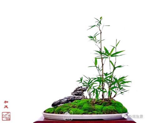 Bonsai Mini, Bonsai Forest, Mame Bonsai, Forest Grove, Asparagus Fern, Island Theme, Bonsai Art, Japan Art, Cool Plants