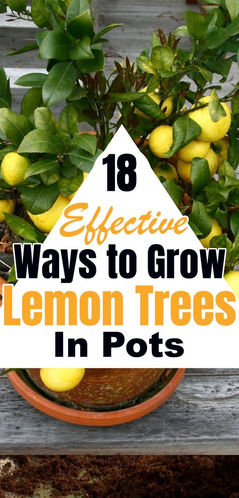 Turn your space into a lemon paradise with these 18 brilliant ways to grow lemon trees in pots! No large garden required – whether you have a small balcony or a cozy patio, you can enjoy the sweet rewards of homegrown lemons. From compact varieties to smart care tips, unlock the secrets to successful container lemon cultivation. Embrace the citrus journey and savor the fruits of your labor! 🍋🌿 #LemonTreeInPots #ContainerGardening #CitrusDelight #HomegrownLemons Lemon Trees In Pots, Grow Lemon, Trees In Pots, Meyer Lemon Tree, How To Grow Lemon, Window Box Garden, Citrus Plant, Lemon Trees, Dried Lemon