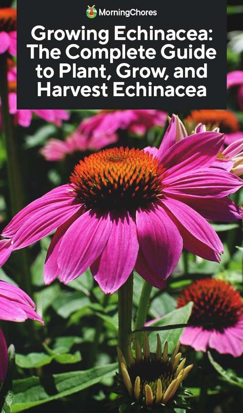 Looking for a plant that is as pretty as it is useful? Then you should consider growing echinacea. We'll help you get started. Harvest Echinacea, Growing Echinacea, Echinacea Plant, Echinacea Benefits, Echinacea Tea, Have Inspiration, Companion Planting, Medicinal Herbs, Growing Flowers