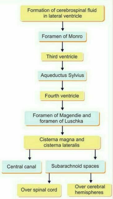 Circulation of CSF (cerebrospinal fluid) Csf Circulation, Cerebrospinal Fluid Pathway, Cerebrospinal Fluid The Brain, Coronary Circulation Flow Chart, Csf Flow The Brain, Choroid Plexus, Descending Tracts Of Spinal Cord, Tracts Of Spinal Cord, Internal Capsule