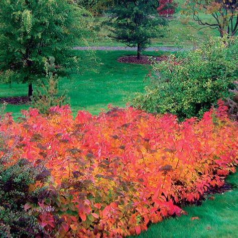 Driveway Hedge, Utah Plants, Summer Planting, Park Project, Container Planting, Yard Fence, Red Plants, Park View, Garden Shrubs