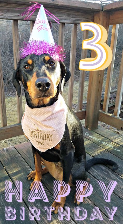 Happy 3rd Birthday Penny! #dogbirthday #birthdaydog #doberman #rescuedog #lifewithdogs #dogmomlife #dogs Birthday Story, Happy 3rd Birthday, Dog Information, Whatsapp Wallpaper, Dog Stories, Dog Facts, Dog Party, Lap Dogs, Dog Blog