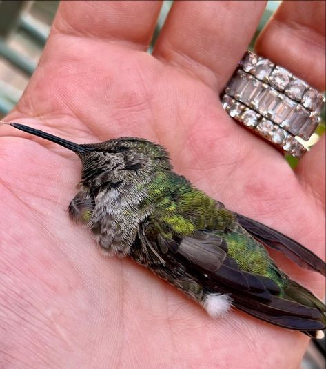 I am feeling so sad, 😢 this beautiful little baby hummingbird fell on the stree in front of me on @rodeodrive and I picked her up and ran to the office with her to give her sugar water and CPR yet the poor baby passed away in my hand. God bless her 🙏🏼🙏🏼🙏🏼 Hummingbird Anatomy, Hummingbird Reference, Baby Hummingbirds, Cpr, Hummingbirds, God Bless, Anatomy, Birds, Water