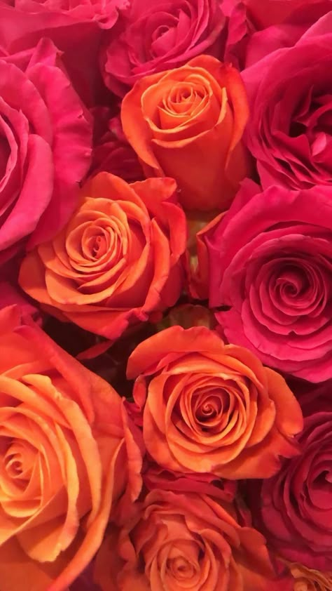 Wallpaper Pink And Orange, Serene Background, Flowers Dp, Wallpapers Rosa, Flowers Photography Beautiful, Spring Flowers Wallpaper, Valentines Brunch, Pearl Wallpaper, Background Flowers