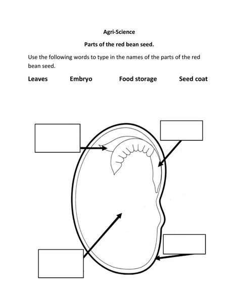 Parts Of A Seed Worksheet, Seed Worksheet, Parts Of A Seed, Bean Seeds, Red Bean, 1st Grade Worksheets, Red Beans, School Subjects, Grade 3