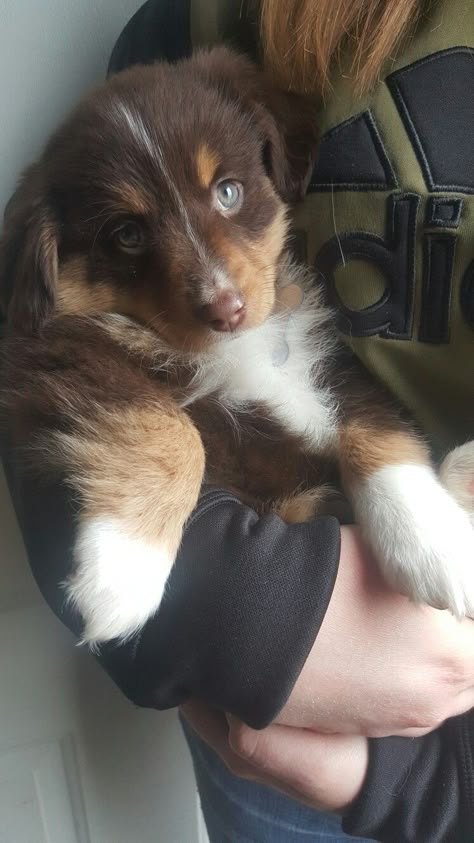 Mini Australian Shepherd Red Tri, Red Tricolor Australian Shepherd, Red Tri Australian Shepherd, Australian Shepherd Husky, Mini American Shepherd, Mini Australian Shepherd, Mini Aussies, Merle Australian Shepherd, Mini Australian Shepherds