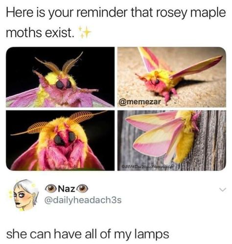 Maple Moth, Dog Stroller, Booster Seat, Travel System, Wholesome Memes, Animal Memes, Cute Funny Animals, Push Button