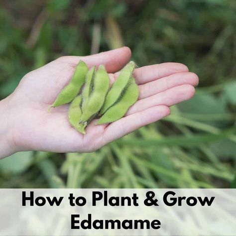 Growing Edamame - How to Plant and Grow Edamame from Seed - Together Time Family Growing Edamame Beans, Edamame Plant, Growing Edamame, Veg Growing, Growing Horseradish, Growing Mint Indoors, Sorrel Plant, Beans Growing, Mini Homestead