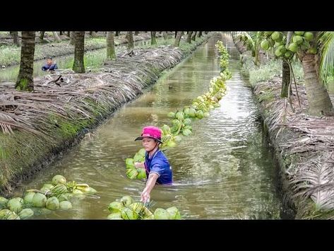 (1429) How Thai Farmers Harvest Millions of Tons of Fresh Coconut Every Year - YouTube Integrated Farming, Cash Crop, Fresh Coconut, Dream Garden, Welcome Back, Landscape Design, Farmer, Thailand, Coconut