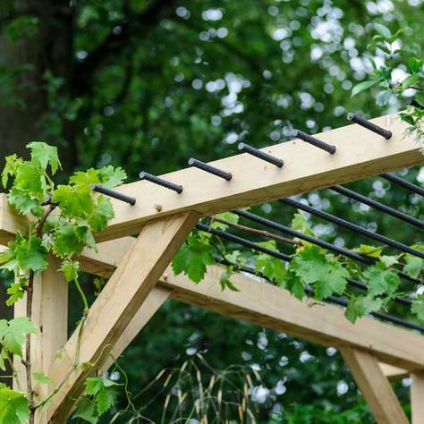 Best plants for a pergola Pergola Corner, Small Pergola, Building A Pergola, Pergola Lighting, Garden Vines, Pergola Canopy, Best Plants, Wooden Pergola, Backyard Pergola