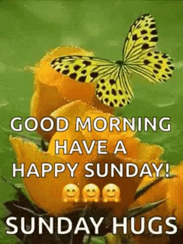 Good Morning Have A Happy Sunday GIF - Good Morning Have A Happy Sunday Butterfly - Discover & Share GIFs Happy Sunday Gif, Sunday Gif, Rose Gif, Happy Sunday Images, Sunday Prayer, Good Morning Sunday, Weekend Images, Sunday Greetings, Good Sunday Morning