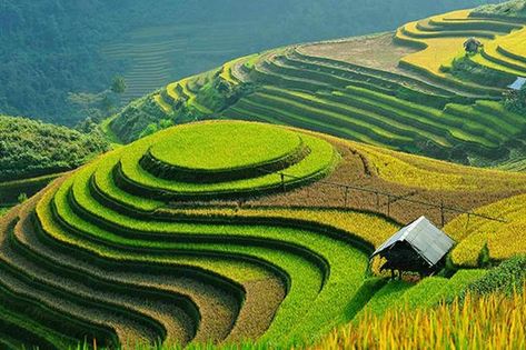 Sa Pa Terraces | Terrace Farming Around The World | Types Of Farming Soil Conservation, Types Of Farming, Sapa Vietnam, Visit Vietnam, Sa Pa, Eden Project, Rice Fields, Rice Terraces, Permaculture