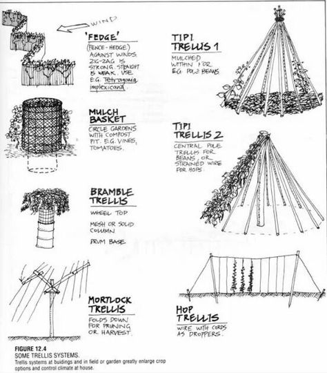 Trellises Hop Trellis, Hops Trellis, Teepee Trellis, Vertical Vegetable Garden, Permaculture Gardening, Permaculture Design, Veg Garden, Trellis Design, Food Forest