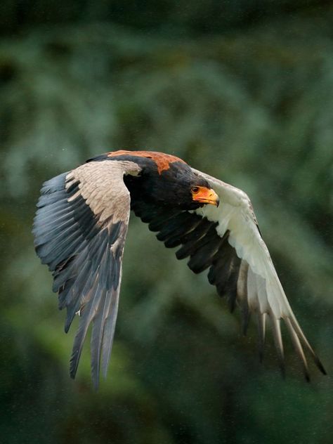 Kenya Birds, Bataleur Eagle Bateleur Eagle, Eagle Wings, Eagle Tattoo, Pretty Birds, Birds Of Prey, The Birds, Birds In Flight, Birdy, Beautiful Birds