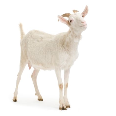 Goat standing up isolated on a white bac... | Premium Photo #Freepik #photo #goat #goat-farm #livestock #domestic-animals Fur Background, Female Goat, Sheep Paintings, Angora Goats, Christmas Card Art, Goat Farming, Cartoon Clip Art, Cute Funny Animals, Premium Photo