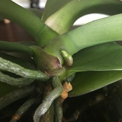 Orchid Root or Flower Spike? Currituck Nc, Phalaenopsis Orchid Care, Repotting Orchids, Indoor Orchids, Orchid Plant Care, Orchid Roots, Orchid Leaves, Shoulder Exercises, Rare Orchids