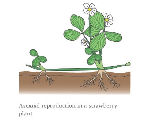 Asexual reproduction in plants using runners. Asexual Reproduction In Plants, Reproduction In Plants, Asexual Reproduction, Gcse Science, Plant Cuttings, Propagating Plants, Teaching Strategies, All About Plants, Classroom Ideas