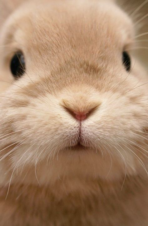 Aaaaaaaaaaaaaawaaaaaa vou morder!!!! Bird Cute, Cute Bunny Pictures, Face Girl, Rabbit Rabbit, Bunny Pictures, Pet Bunny, Love Bird, Bunny Lovers