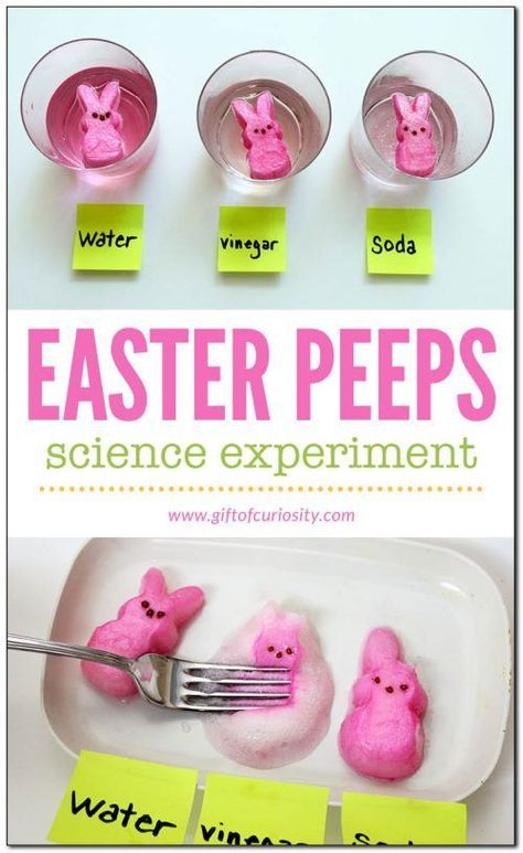 Peeps Experiment, Peeps Science Experiment, Easter Science Experiments, Easter Science, Easter Lessons, Easter Preschool, Easter Activities For Kids, Science Activity, Kid Experiments