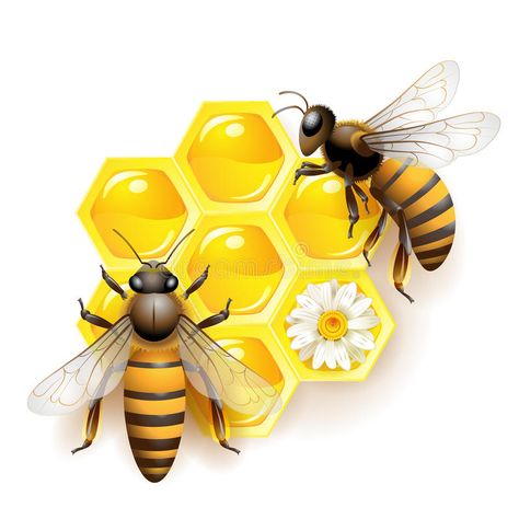 Two bees. And honeycombs isolated on white , #Aff, #honeycombs, #bees, #white, #isolated #ad Honey Bee Sticker, Bee Artwork, Stickers For Car, Bee Drawing, Honey Bee Decor, Bug Collection, Bee Painting, I Love Bees, Happy Stickers