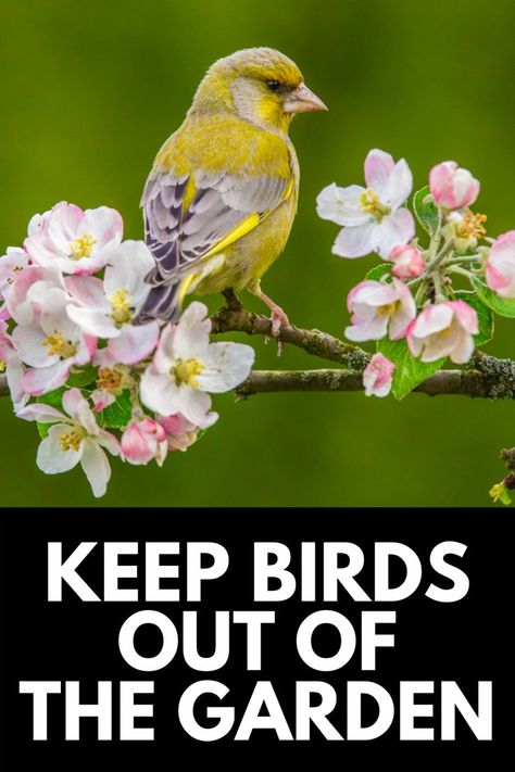 Birds wreaking havoc on your plants? Here, we share how to keep birds out of garden beds once and for all! Read more at OwnTheYard.com! Keep Birds Out Of Garden, Garden Pests, Garden Beds, Mammals, Read More, Birds, Yard, Plants, Animals