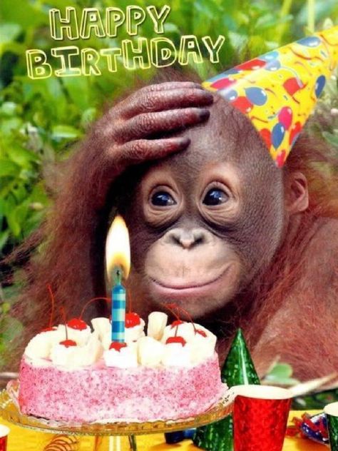 Baby Orangutan, Moving Eyes, Monkey Birthday, Happy Birthday Funny, Card Happy Birthday, Funny Happy Birthday, Birthday Meme, Happy Birthday Quotes, Birthday Pictures