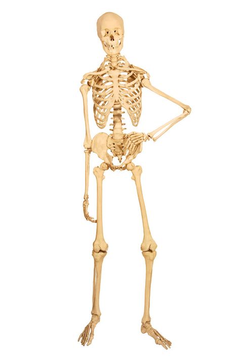 The human skeleton has 206 bones. The skeletal system performs several vital functions and can be affected by several diseases. Skeleton Standing, 206 Bones, The Human Skeleton, Human Skeletal System, The Skeletal System, Arm Bones, Gross Anatomy, Skeleton Anatomy, Skeleton Model