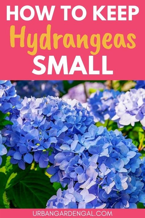 Small hydrangea plants Tiny Tuff Stuff Hydrangea, Short Hydrangea Bush, Miniature Hydrangea Plants, Sun Loving Hydrangea, Trimming Hydrangeas, Small Hydrangeas, Mini Hydrangeas, Hydrangea Shade, Hydrangea Tree