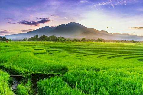 Morning view of green rice fields | Premium Photo #Freepik #photo #rice-field #paddy-field #countryside #rural Rice Farming, Farming Technology, Field Wallpaper, Green Rice, Green Farm, Agricultural Land, Rice Fields, Morning View, Fields Photography