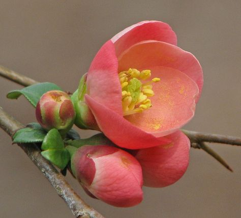 Flowering Quince by Vicki DeLoach #Flowers #Spring Flowering Quince, Flowers Spring, Spring Blossom, Flower Bud, Flowering Trees, Flower Beauty, Flowers Nature, Flower Photos, Flower Pictures