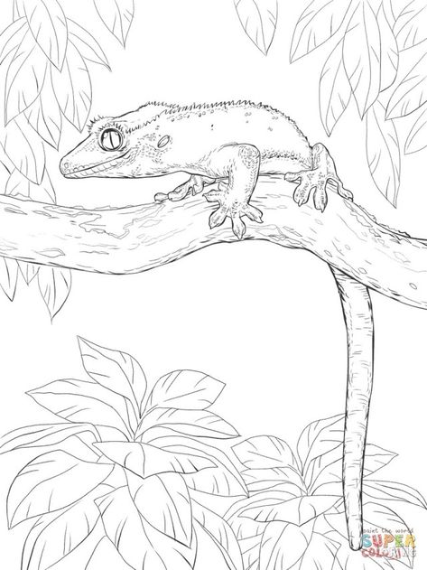 27+ Brilliant Image of Gecko Coloring Page Gecko Coloring Page Crested Gecko On A Tree Coloring Page Free Printable Coloring Pages #coloringpages #coloring Crested Gecko Sketch, Crested Gecko Drawing Easy, Crested Gecko Painting, Reptile Drawings Sketch, Crested Gecko Illustration, Crested Gecko Tattoo Ideas, Crested Gecko Art, Gecko Sketch, Crested Gecko Tattoo