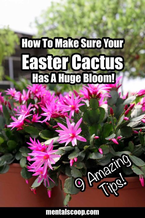 How To Make Sure Your Easter Cactus Has A Huge Bloom! - Mental Scoop Spring Cactus Care, Easter Cactus Vs Christmas Cactus, Easter Cactus Care, Spring Cactus, Cactus Food, Christmas Cactus Flower, Cactus Ideas, Fast Growing Flowers, Get Rid Of Wasps