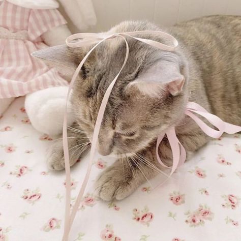 coquettish n cats <3🎀🤍 . . . follow @xquixite for more <3 #coquetteaesthetic #coquette #coquettegirl #dolletteaesthetic #dollettegirl #aesthetic #explorepage #pinterestgirl #girlblog #girlaesthetic #floral #girlblogger #bows #pink #cats #catstagram #cat #cute #flowerknows #girlblog #xquixite Coquette Cat, Bows Pink, Ninja Cats, Silly Cats Pictures, Hairless Cat, Cat Bow, Cat Icon, Cat Cute, Cat Aesthetic