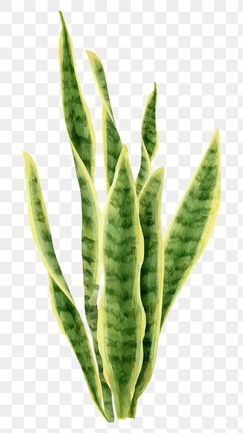 Watercolor Snake Plant, Snake Plant Art, Snake Plant Illustration, Tanaman Png, Plant Collage, Dracaena Trifasciata, Plant Watercolor, Plant Png, Cactus Png