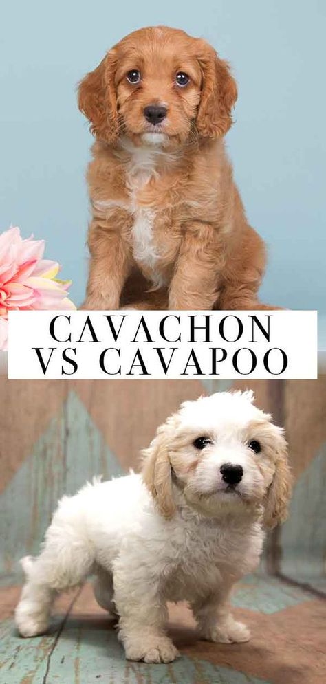 Cavachon vs Cavapoo – What’s the Difference? Cavachon Dog, Names Dog, Cavapoo Dogs, Puppies Pictures, Cavachon Puppies, Images Cartoon, Cavapoo Puppies, Hybrid Dogs, Cute Dog Photos