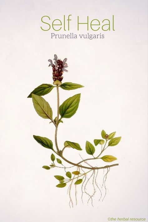 Self Heal Prunella vulgaris Prunella Vulgaris, Herbal Apothecary, Healing Plants, Herbal Healing, Wild Plants, Healing Herbs, Planting Herbs, Natural Home Remedies, Medicinal Herbs