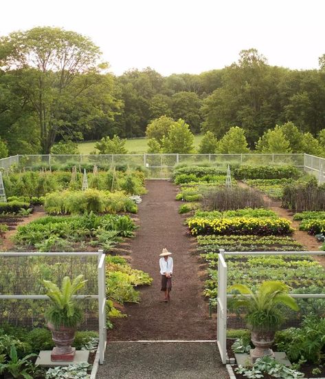 Martha Stewart Garden, Garden Harvest Basket, Easy Vegetables To Grow, Harvest Basket, Farm Lifestyle, Garden Harvest, Garden Images, Garden Care, Garden Layout