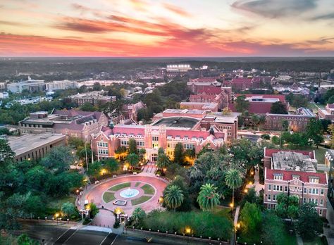 Florida State University Fsu Campus Aesthetic, University Of Florida Campus, Florida A&m University, Florida State Aesthetic, Arizona College Aesthetic, Florida University Aesthetic, Fsu College Aesthetic, Florida College Aesthetic, Florida State University Aesthetic