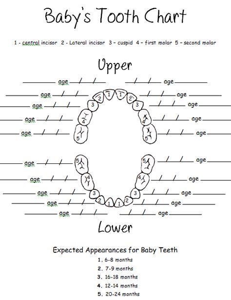 Kids Teeth Chart, Baby Tooth Chart, Teeth Chart, Tooth Chart, Kids Teeth, Baby Teeth, Baby Things, Template Printable, Track