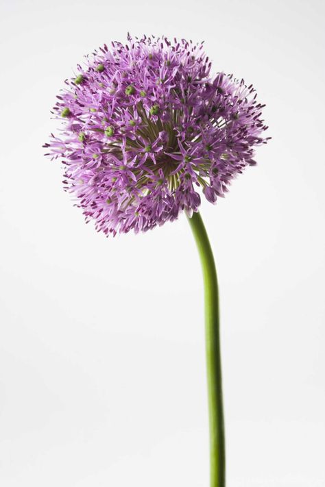 The best time for dividing and planting allium bulbs is in the fall. Make sure the foliage... Alium Flower, Allium Bulbs, Allium Flowers, Healthy Garden, In The Fall, My Flower, Culture Art, Planting, The Fall