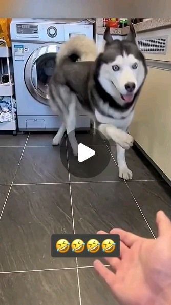 J Kent on Instagram: "Animal 🗣️ voice 🗣️ overs 
#animalhumor" Husky Puppy, Wolf Dog, Siberian Husky, Husky, I Laughed, The Voice, Funny Animals, Dog Lovers, Good Things