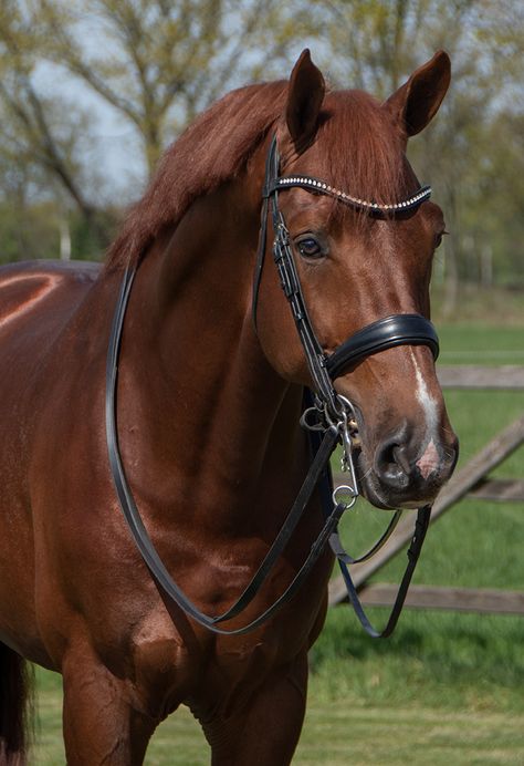 Horse Warmblood, Chestnut Horses, Luxury Horse Barns, Headstalls For Horses, Warmblood Horses, Horse Markings, Horse Dressage, Horse Inspiration, Horse Aesthetic