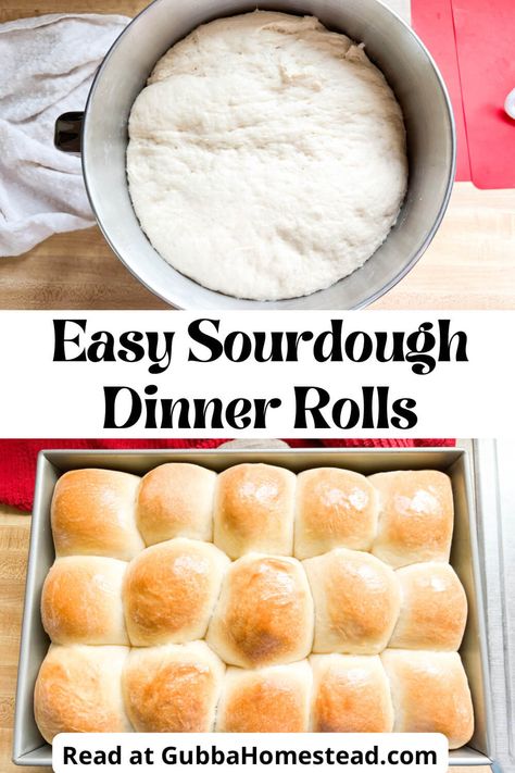 Homemade Sourdough Dinner Rolls Sour Dough Rolls Easy, Easy Sourdough Rolls From Starter, Homemade Sourdough Rolls, No Wait Sourdough Rolls, Sour Dough Rolls Recipe, Sourdough Rolls No Yeast, Easy Sourdough Dinner Rolls - Soft And Fluffy, Sourdough Quick Rolls, Quick Sourdough Rolls From Starter